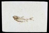 Fossil Fish Plate (Knightia) - Wyoming #108291-1